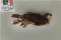 藏品(白頭翁)的圖片